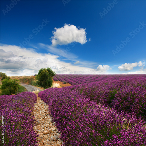 Naklejka na szybę lavender field