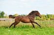 Young bay horse running on the meadow