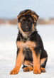 German shepherd puppy in winter
