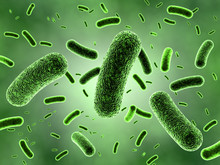 Green Bacteria Colony