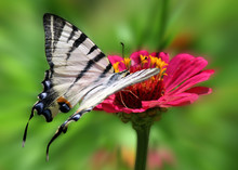 Butterfly (Scarce Swallowtail) Sitting On Flower