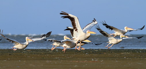 Wall Mural - pelicans taking off from sea shore