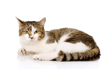 mixed breed cat looking at camera. isolated on white background