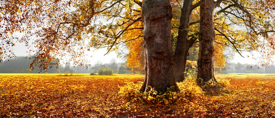 Wall Mural - Beautiful autumn trees. Park in Autumn. Panorama.