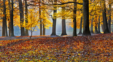 Wall Mural - Autumn Landscape. Park in Autumn. Forest  in Autumn.