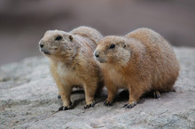A Pair Of Curious Marmot Sitting On A Rock