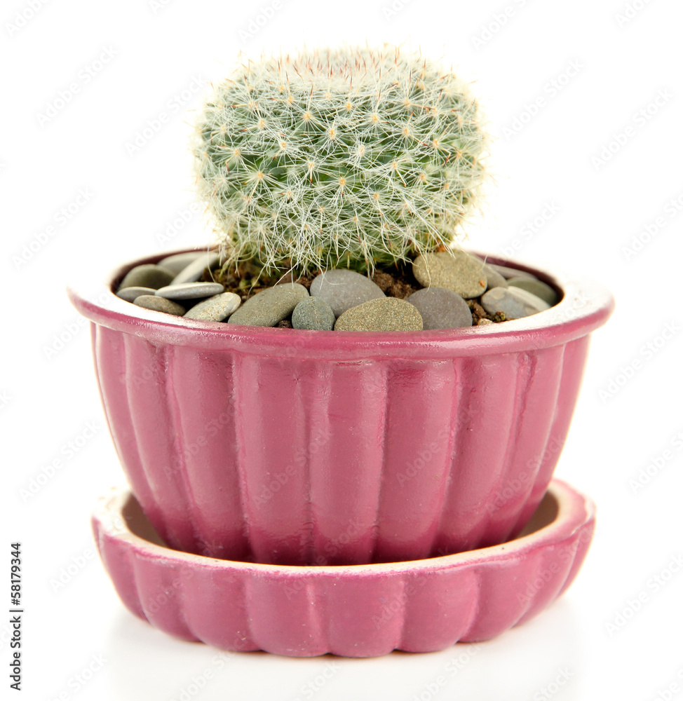 Cactus in flowerpot, isolated on white