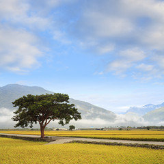 Rural scenery of green farm under nice sky, landscape , Taiwan