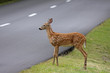 Fawn Waiting Beside the Road