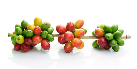 Canvas Print - coffee beans isolated on white background