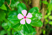 Pink Periwinkle Flower,Catharanthus Roseus G. Don.