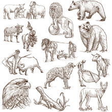 Animals Around The World (set No. 4) - Full Sized Drawings