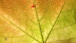 © Budairomi - Grapes Leaf Background Macro