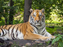 Siberian Or Amur Tiger (Panthera Tigris Altaica)