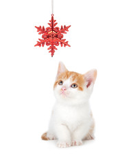 Wall Mural - Cute Kitten Playing with a Christmas Ornament on White