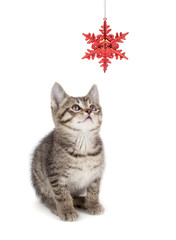 Wall Mural - Cute Striped Kitten Playing with a Christmas Ornament on White