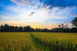 © tortoon - sunset and rice field