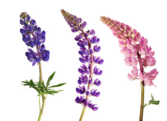 Wall Mural - set of lupine flowers isolated on white