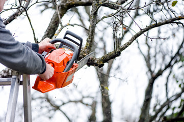 Wall Mural - a lumberjack worker cutting branches from tree for fire wood