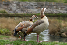 Pair Of Egyptian Geese 2976