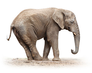 Wall Mural - African elephant (Loxodonta africana) female.