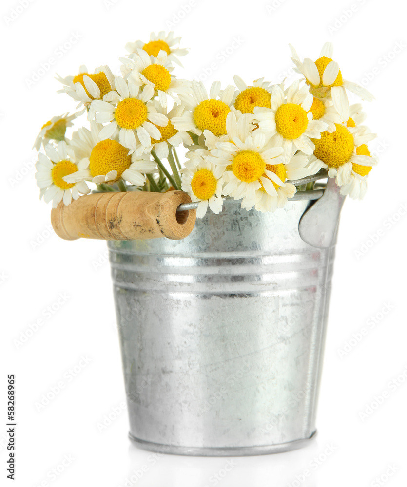Beautiful wild camomiles in .pail, isolated on white