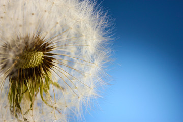  Beautiful dandelion with seeds on blue background