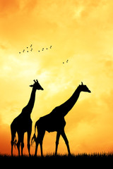 Poster - Giraffe at sunset