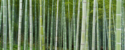 Naklejka dekoracyjna Bambuseae