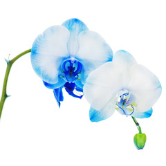 Real blue orchid arrangement centerpiece isolated on white backg