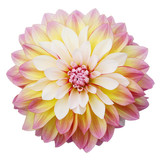 Multi-coloured dahlia isolated on white background