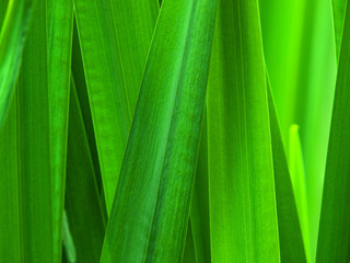 Canvas Print - Reeds