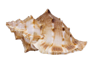 Wall Mural - Close-up of a conch shell