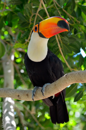 Fototapeta na wymiar toucan outdoor - Ramphastos sulphuratus