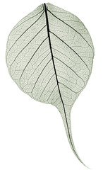 Wall Mural - dark gree transparent dried fallen leaf