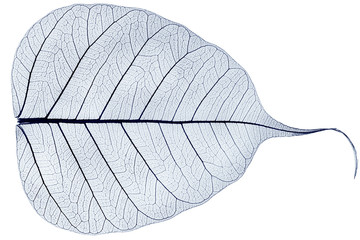 Wall Mural - one blue transparent dried fallen leaf