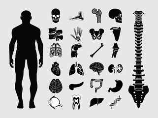 Human anatomy icons