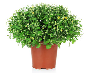 Sticker - Chrysanthemum bush in pot isolated on white