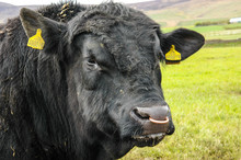 Big Black Angus Bull