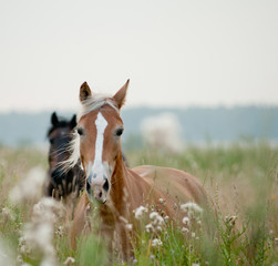 horses in field