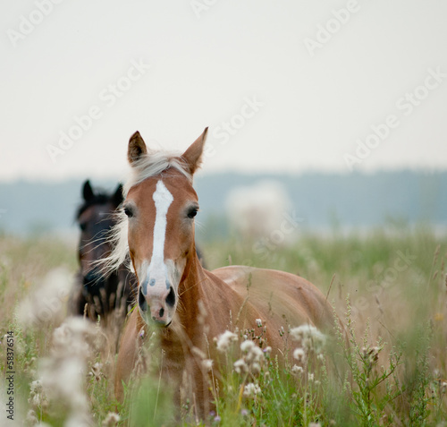 Obraz w ramie horses in field