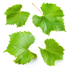 Grape Leaves Isolated On White. Collection