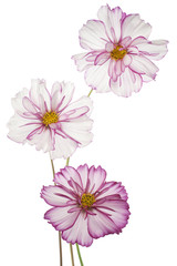 cosmos