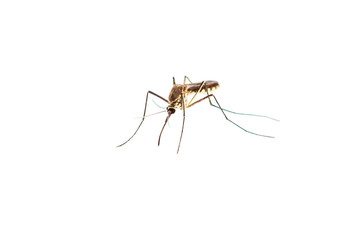 mosquito isolated on white