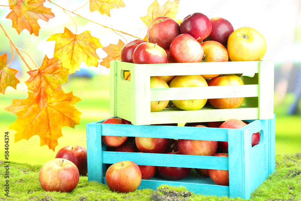 Juicy apples in wooden boxes on grass on natural background