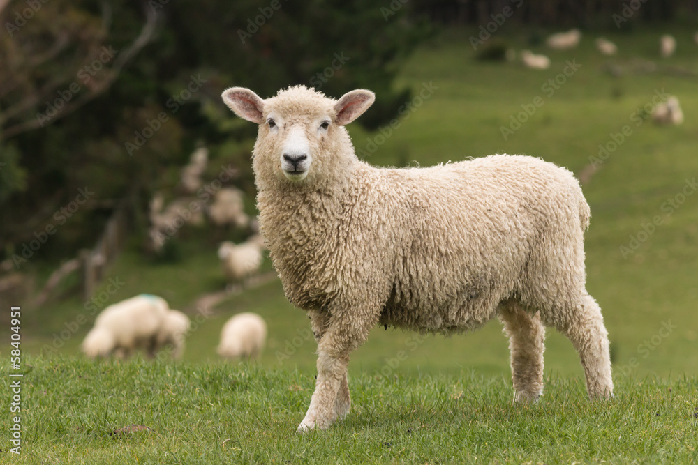 isolated lamb with grazing sheep in background - obrazy, fototapety, plakaty 