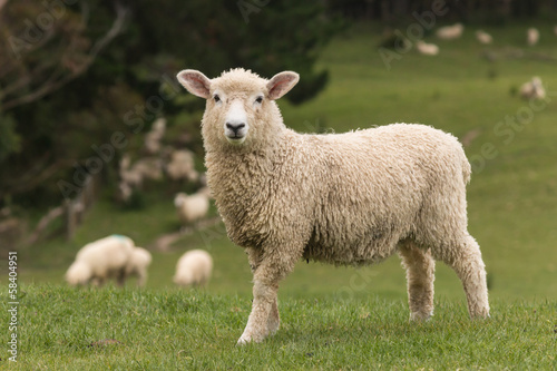 Fotografie, Obraz isolated lamb with grazing sheep in background