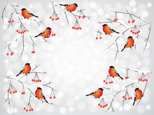 Bullfinch Birds On Branches Winter Background