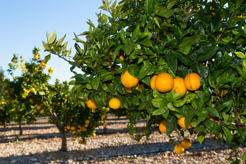 Valencia orange trees