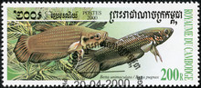 Stamp Printed In CAMBODIA Shows Fish